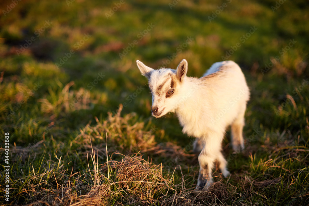 Fototapeta premium Белый молочный козлёнок