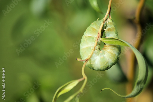 Wetzawinkel - Caterpillar 2