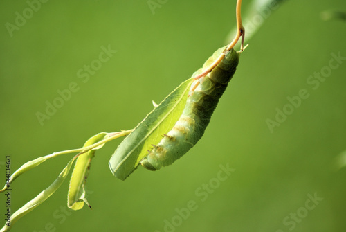 Wetzawinkel - Caterpillar