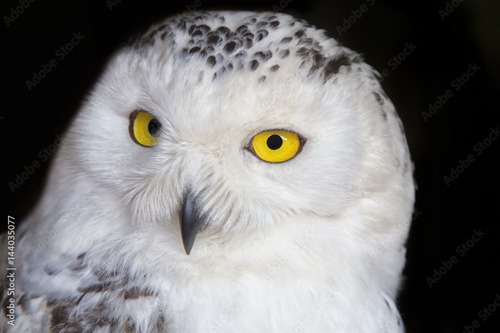 Fototapeta premium Polar owl portrait with black background. Shallow DOF ( soft focus on the owl head )