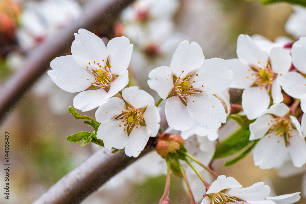 Flowers of the cherry tree orchard blossoms on a spring day Flowers of the cherry tree orchard blossoms on a spring day
