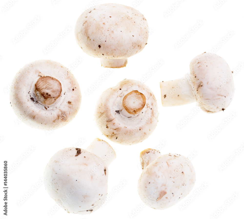 White mushrooms champignons White mushrooms champignons
