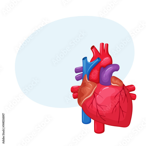 Human heart anatomy