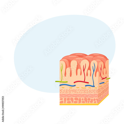 Stomach wall anatomy