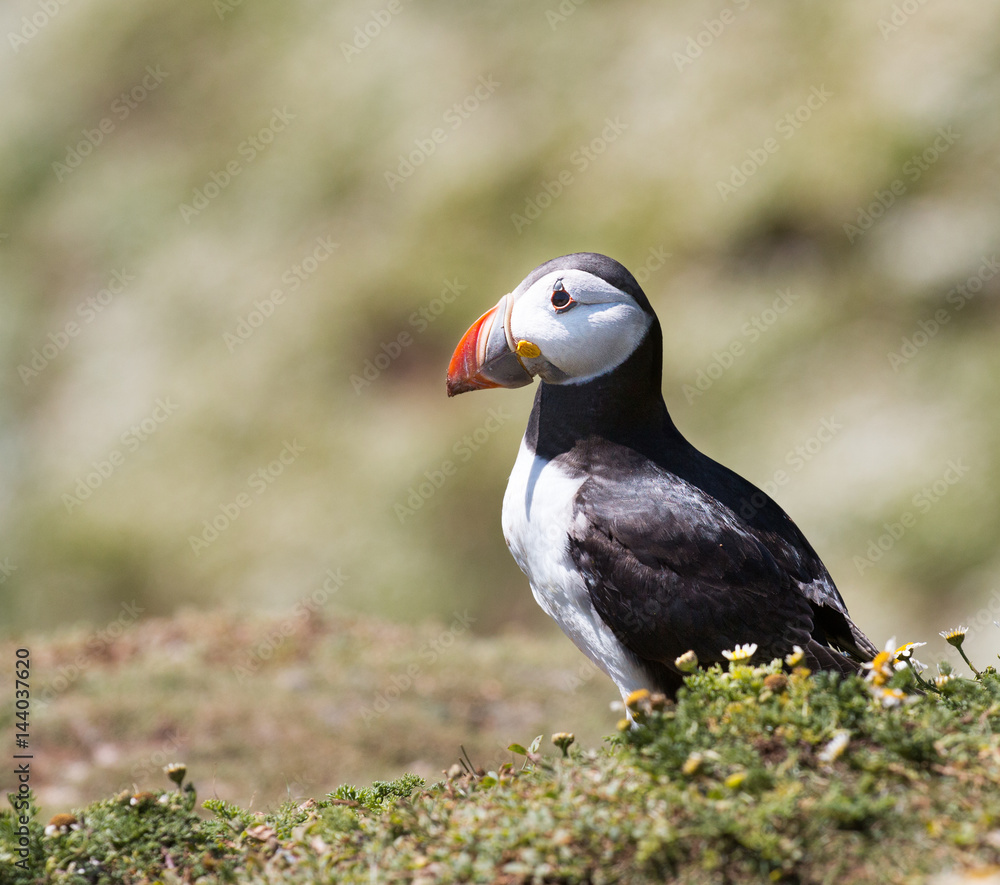 Fototapeta premium Puffin walking at rock