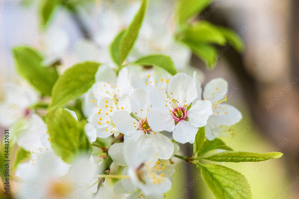 Flowers of the cherry tree orchard blossoms on a spring day Flowers of the cherry tree orchard blossoms on a spring day