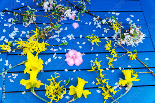 Springtime blossom against a blue table  photo