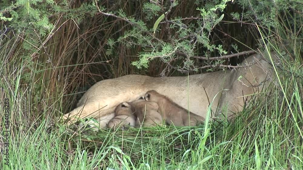 Wild Little Lion eating mothers milk mammal africa savannah Kenya Wild Little Lion eating mothers milk mammal africa savannah Kenya