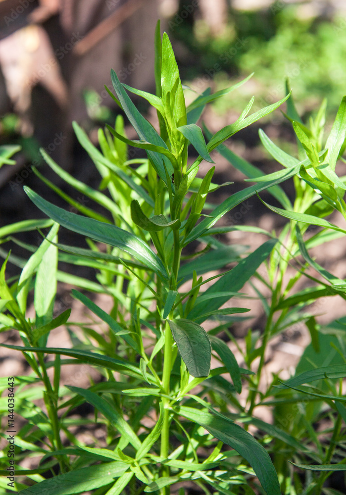 bush plants tarragon as background close up macro bush plants tarragon as background close up macro
