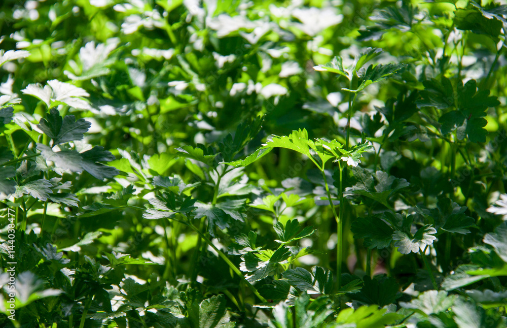 Fresh parsley growing in the garden as a background Fresh parsley growing in the garden as a background