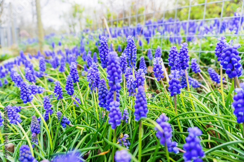 Springtime blue bells in a meadow
