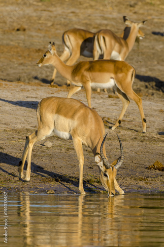 Impala  Aepyceros melampus  herd drinking in the Chobe River. Botswana