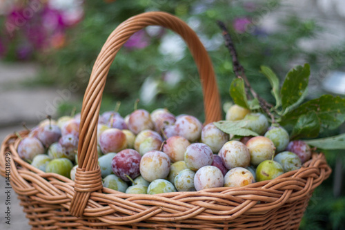 Fototapeta Naklejka Na Ścianę i Meble -  plum in a wicker basket in the garden