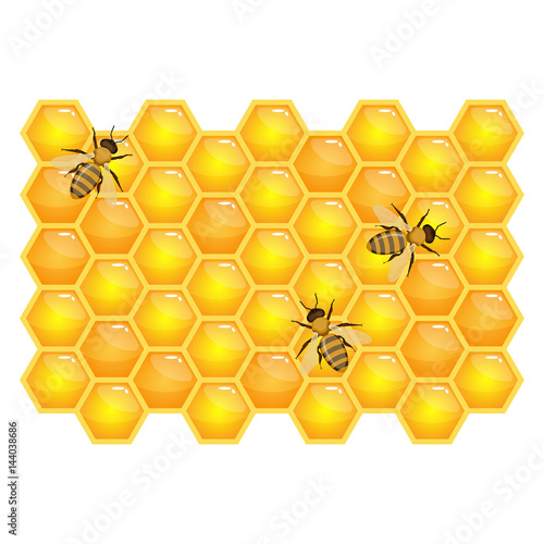 Bee on honeycombs isolated on white background. Organic honey vector