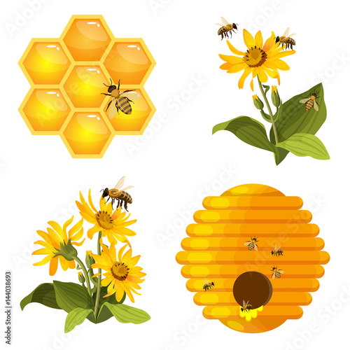 Bee on honeycomb, beehive nest, bees on yellow field flowers set isolated