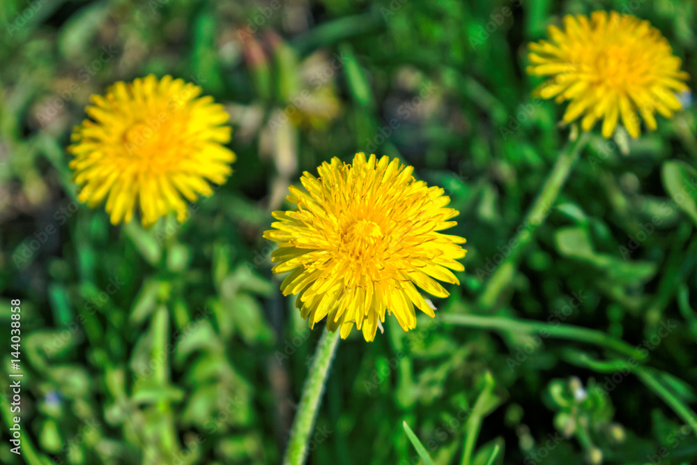 Closeup of dandelions in the grass Closeup of dandelions in the grass
