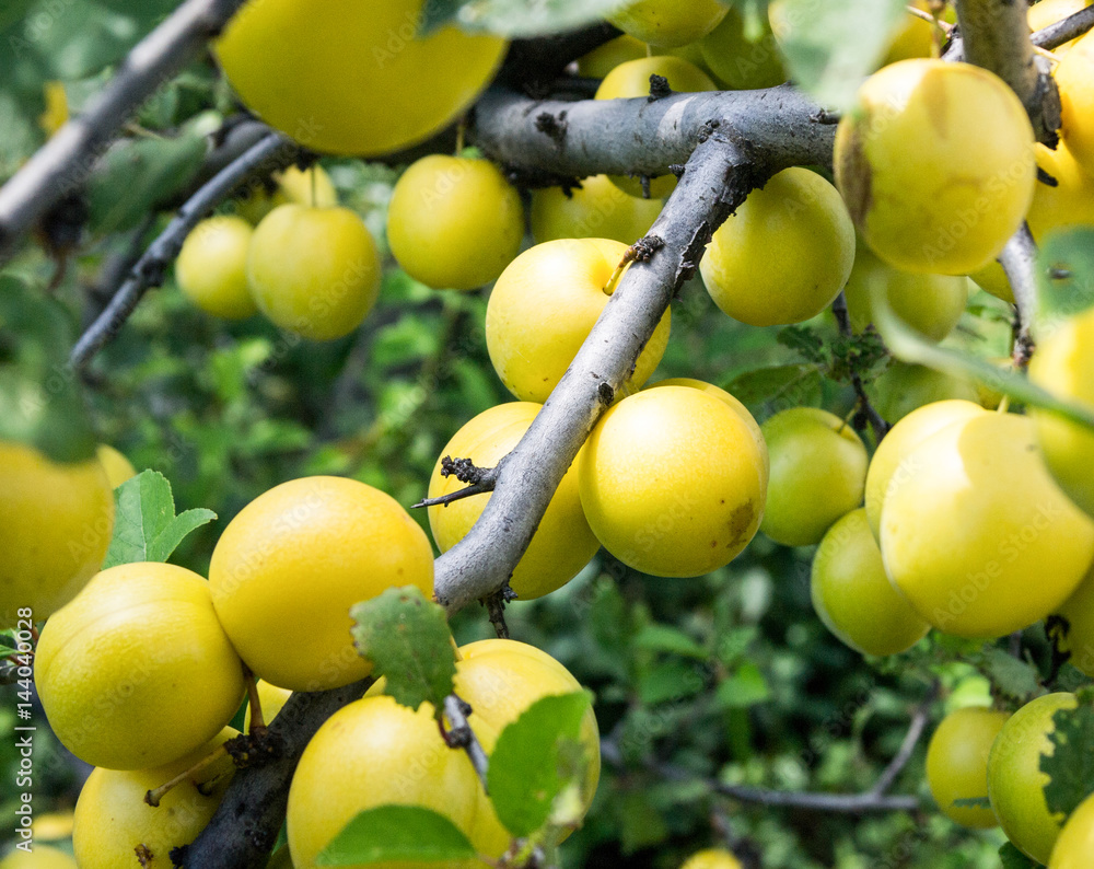 branch with yellow cherry plum close up