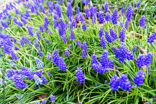 Springtime blue bells in a meadow