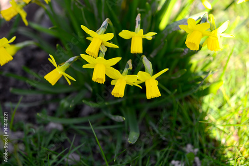 Fototapeta Naklejka Na Ścianę i Meble -  Osterglocken