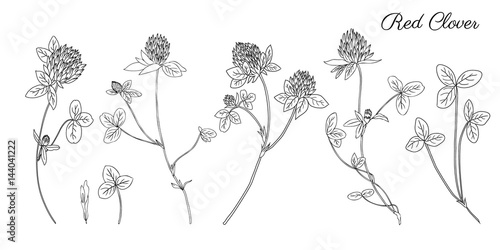 Graphic red clover, shamrock wild field flower isolated on white, botanical hand drawn engraved vector illustration for design package tea, cosmetic, medicine, greeting card, wedding invitation, web