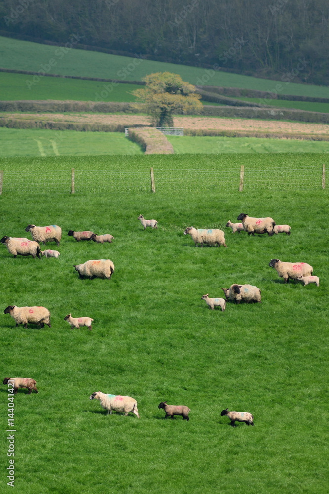 Flock of sheep herding on a farmland in Blackdown Hill, East Devon, England Flock of sheep herding on a farmland in Blackdown Hill, East Devon, England