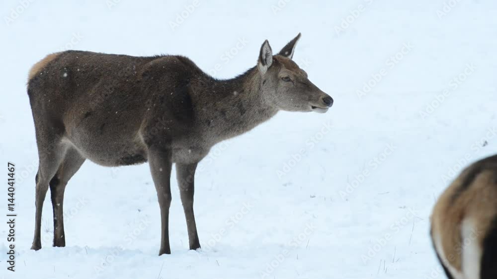 Rotwild im Winter, Notzeit