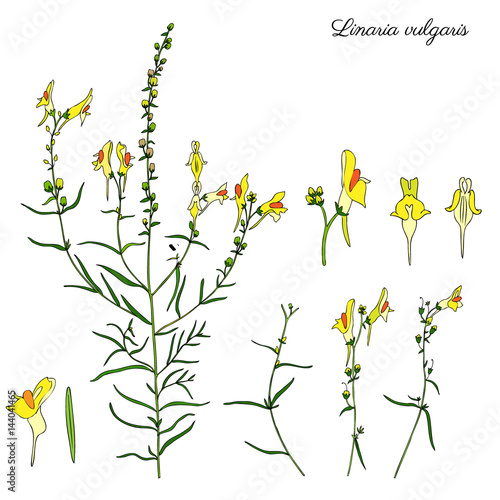 Fototapeta Naklejka Na Ścianę i Meble -  Linaria vulgaris, common toadflax, yellow toadflax or butter-and-eggs is a species of toadflax, snapdragon, Plantaginaceae family, hand drawn vector colorful illustration, doodle ink sketch isolated