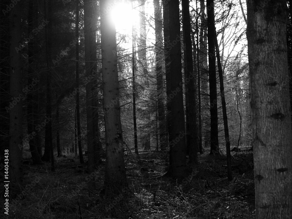 Naklejka premium Waldpanorama