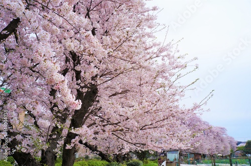 宿河原・二ヶ領用水の桜並木 photo