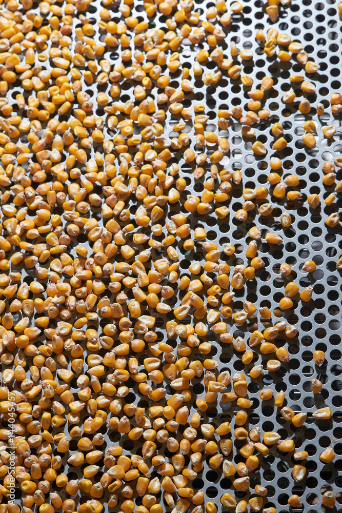Dent corn grains on seeds separator shaker for cereals Dent corn grains on seeds separator shaker for cereals
