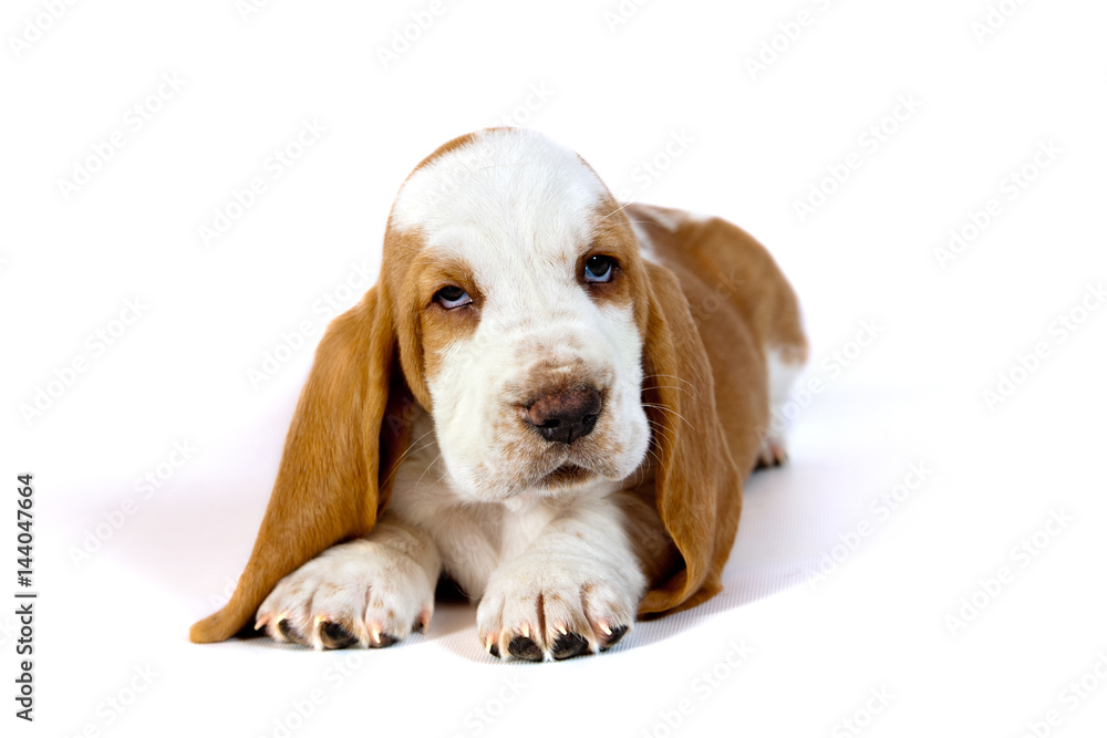 Basset hound puppy lying on a white background Basset hound puppy lying on a white background