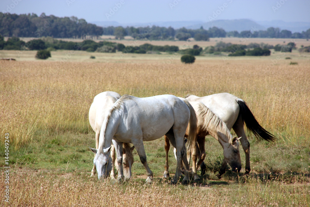 Free running horses, Free State, South Africa Free running horses, Free State, South Africa