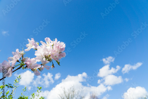 Springtime tree blossom against a blue sky