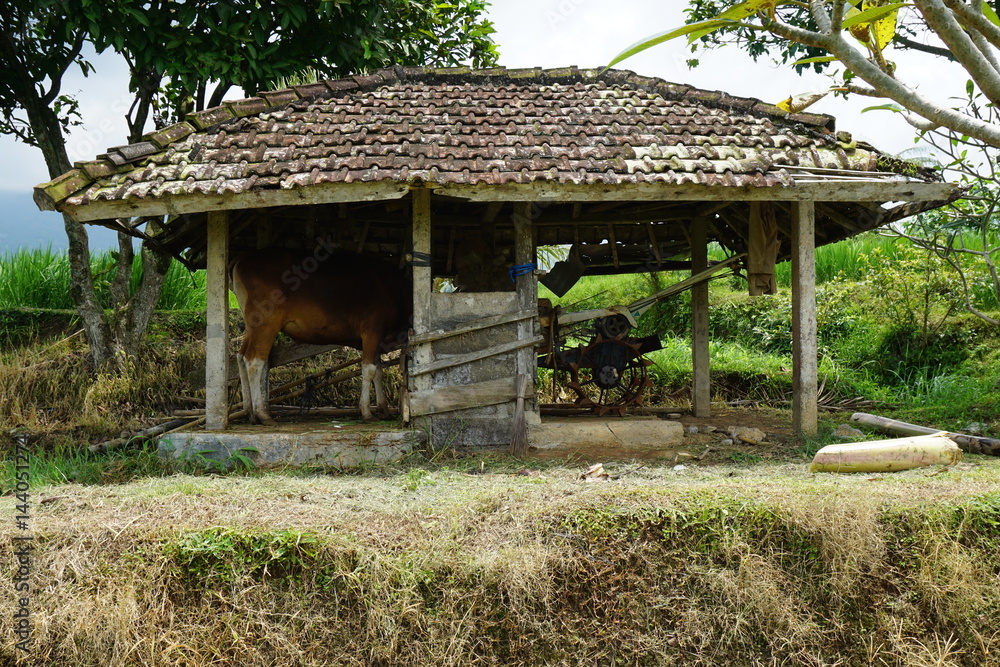 Cow in small stable Cow in small stable