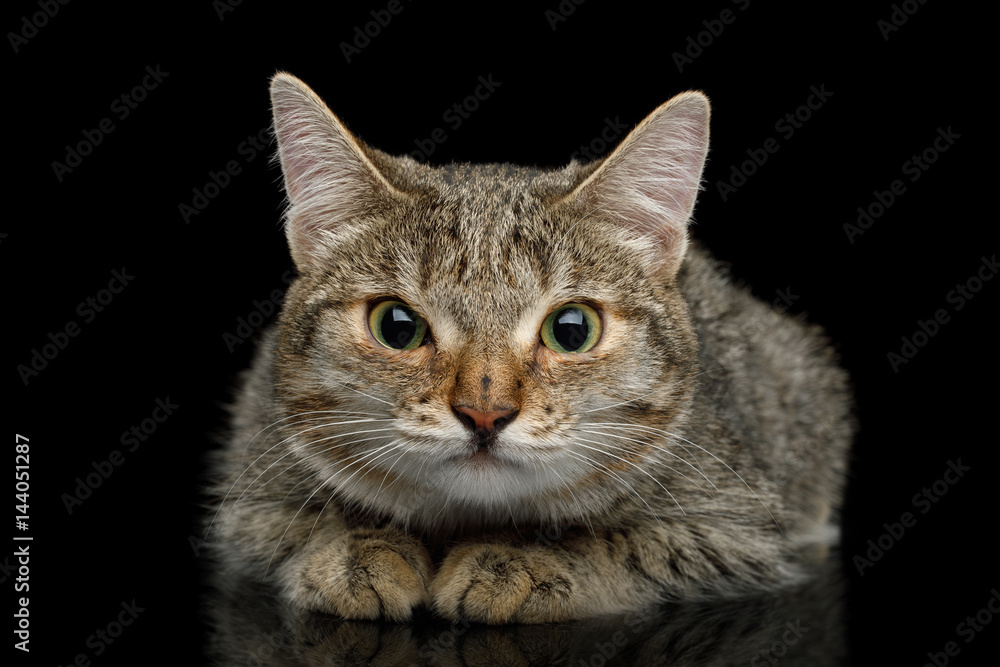 Unusual Cat with wide nose, stare suspects and lying on Isolated Black background, front view