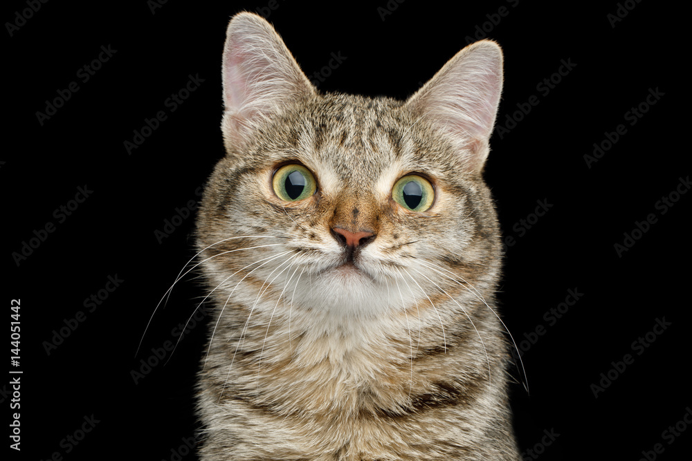 Portrait of Unusual Cat with wide nose, Looking Curious on Isolated Black background, front view