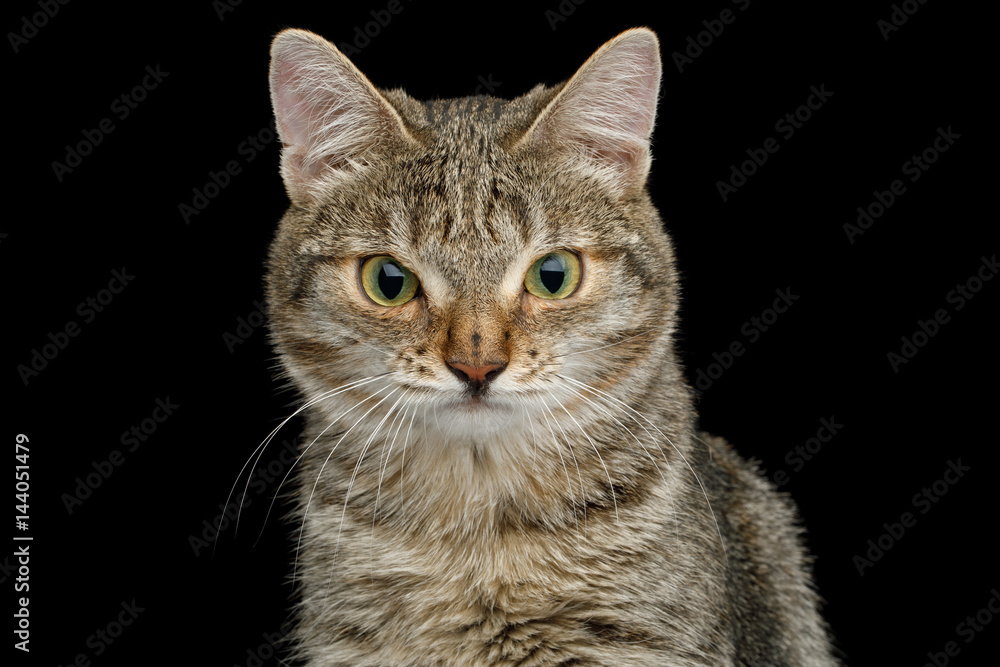 Portrait of Unusual Cat with wide nose, stare suspects on Isolated Black background, front view