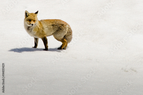 Photography Fox on snowy landscape
