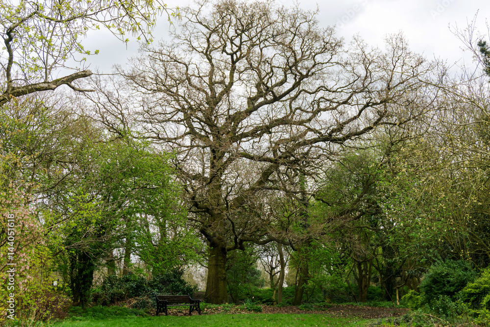 Springtime in a park pathways and blossom lush foliage Springtime in a park pathways and blossom lush foliage