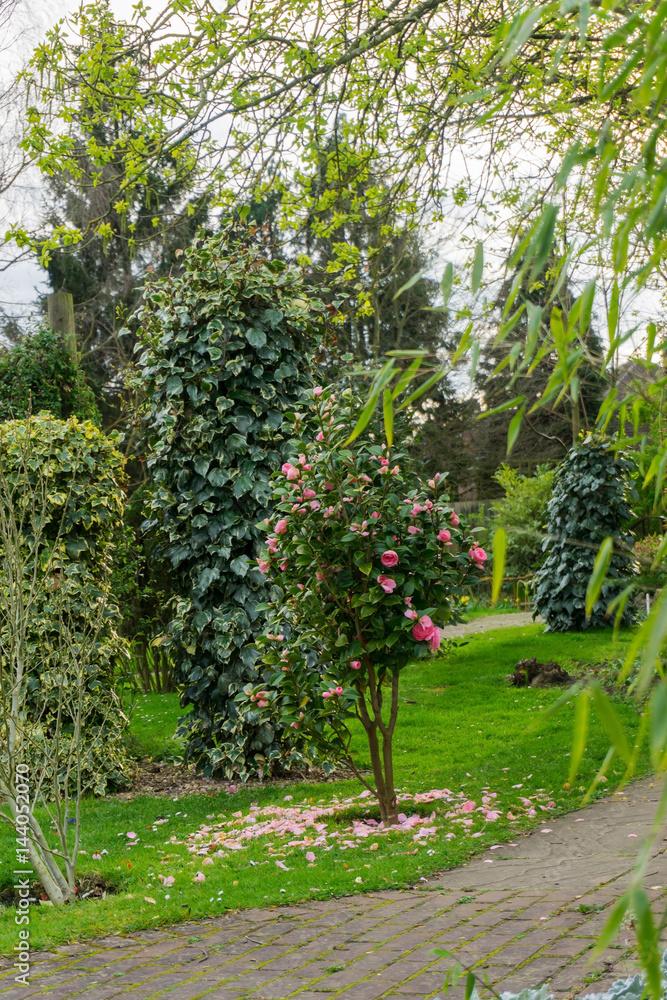 Springtime in a park pathways and blossom lush foliage Springtime in a park pathways and blossom lush foliage