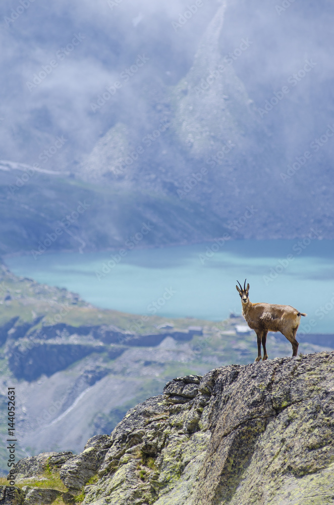 Chamois standing on rock at Gran Paradiso National Park Chamois standing on rock at Gran Paradiso National Park