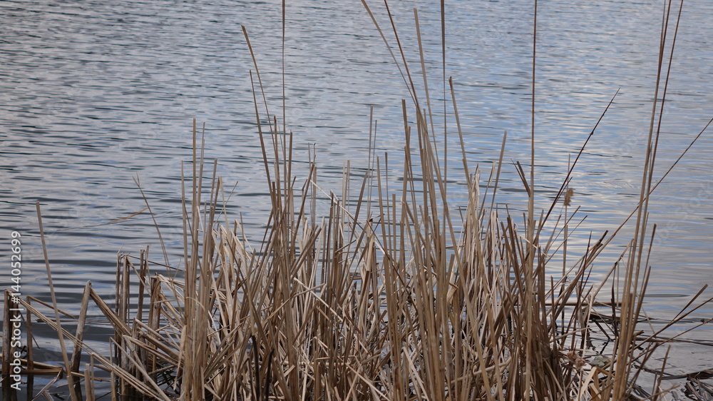 Dried grass near the water. On the riverside grow tall dry grass. River view in cloudy weather. Dried grass near the water. On the riverside grow tall dry grass. River view in cloudy weather.