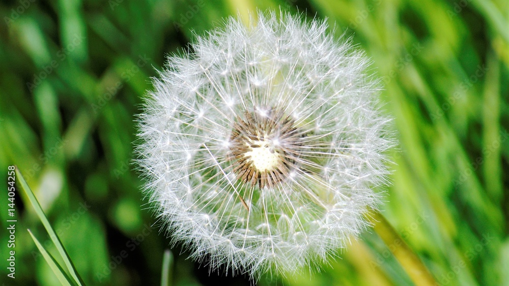 Fototapeta premium sopla