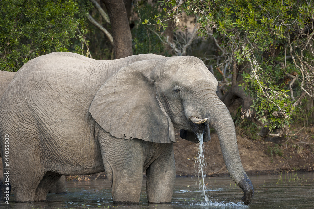 Fototapeta premium African bush elephant or African elephant (Loxodonta africana) drinking. KwaZulu Natal. South Africa