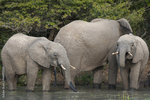 African bush elephant or African elephant  Loxodonta africana  drinking. KwaZulu Natal. South Africa