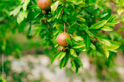 The medium-sized pomegranate fruit on the tree green in Montenegro.