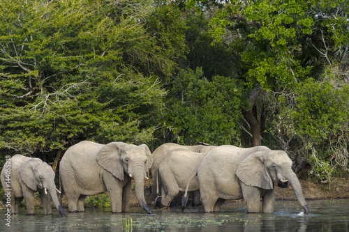 African bush elephant or African elephant (Loxodonta africana) drinking. KwaZulu Natal. South Africa