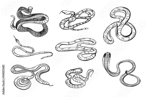 Set of various snake viper, cobra and other. Black and white hand drawn collection serpent. Vector illustration.