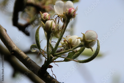 Alter Birnenbaum mit Blüten und Moos im Frühjahr photo