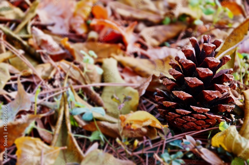 Pine Cone With Leaves - Çam kozalağı Pine Cone With Leaves - Çam kozalağı